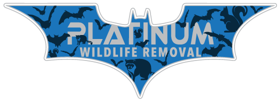 Rochester Wildlife Removal